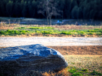 Scenic view of forest