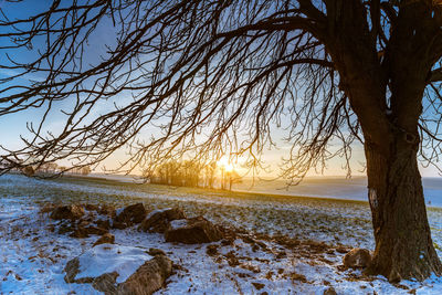 Bare trees on snow covered landscape against sky