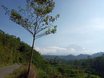 Plants growing on land against sky