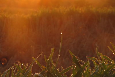 Close-up of grass growing in field