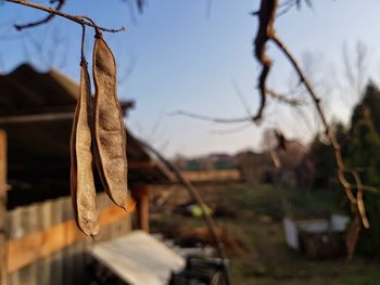 Close-up of dry hanging on clothesline