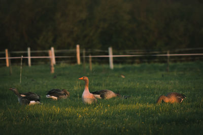 Gray geese on