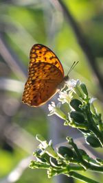 Butterfly pollinating flower