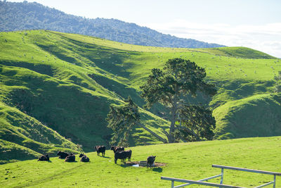 Rear view of cows grazing on field against sky