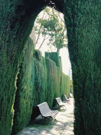Panoramic shot of trees in park