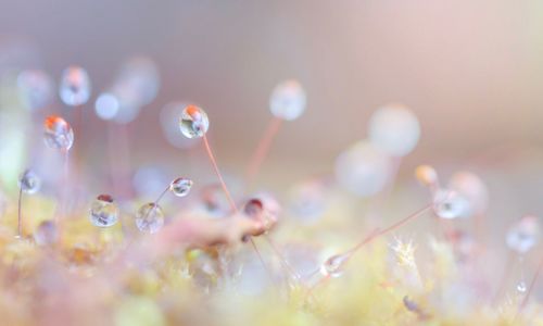 Close-up of bubbles against blurred background