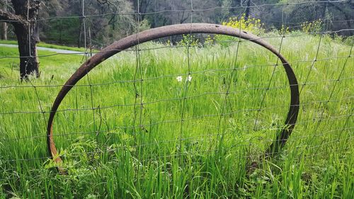 Close-up of grass growing in field