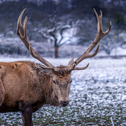 Deer in a snow