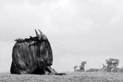 Close-up of cattle sleeping on sunny field