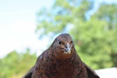 Close-up of a bird against blurred background