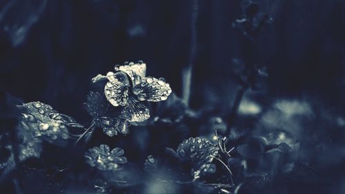 Close-up of wilted plant