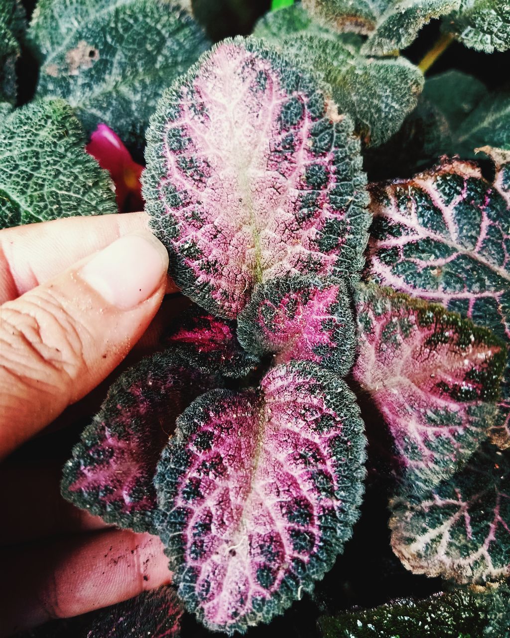 CLOSE-UP OF HAND HOLDING PURPLE AND LEAVES