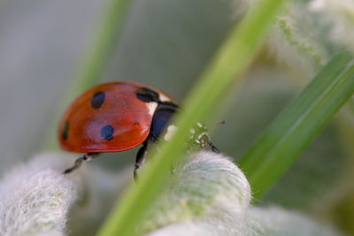 Close-up of ladybug on plant