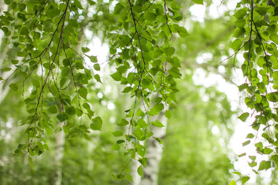 Low angle view of plants growing on tree
