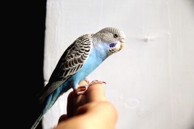 Close-up of hand holding bird