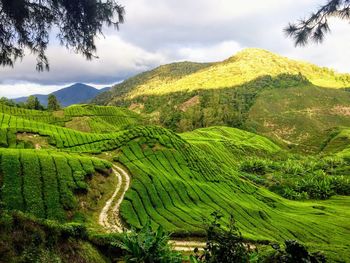 Scenic view of agricultural field against sky
