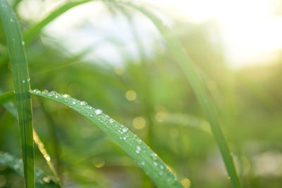 Close-up of wet grass during rainy season