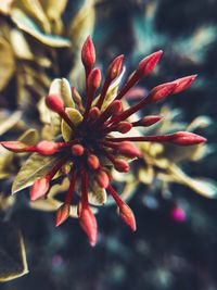 Close-up of pink flower