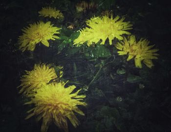 Close-up of yellow flowers
