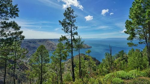 Scenic view of forest against sky