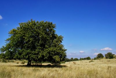 Trees on field against blue sky