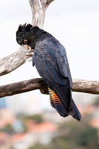 Close-up of bird perching on branch