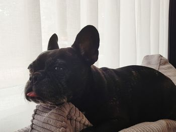 Black dog looking away while sitting on sofa at home