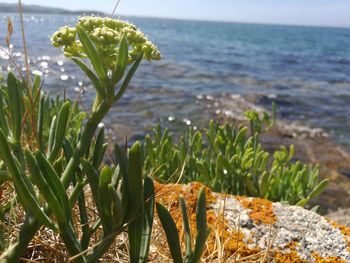 Close-up of plant in water