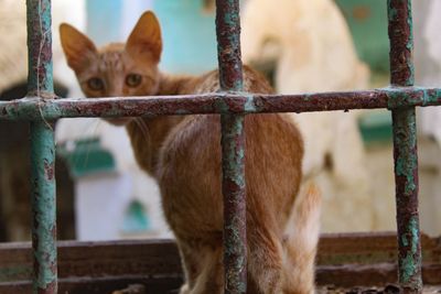 Cat looking through metal fence