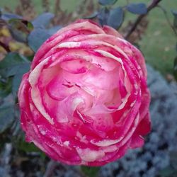 Close-up of pink rose