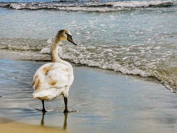 Duck on a lake