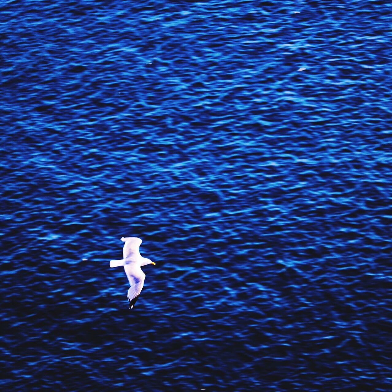 bird, water, animals in the wild, wildlife, animal themes, waterfront, flying, blue, rippled, nature, one animal, beauty in nature, spread wings, white color, sea, lake, outdoors, day, swimming, no people