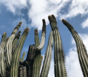 Low angle view of cactus plants against sky