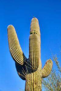 Low angle view of plant against clear blue sky