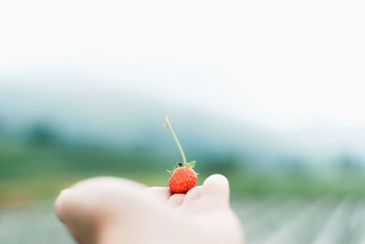 Close-up of hand holding strawberry