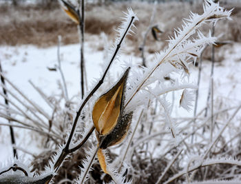 Close-up of frozen plant on field