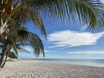 Palm trees on beach against sky