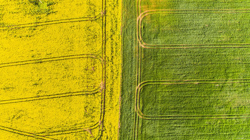 Full frame shot of yellow grass