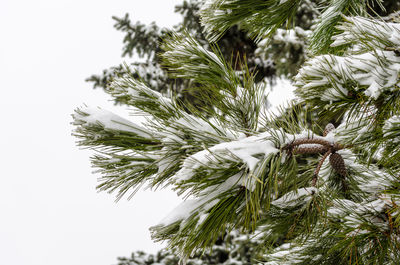 Close-up of snow covered tree