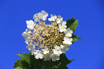 Low angle view of flowers against clear blue sky