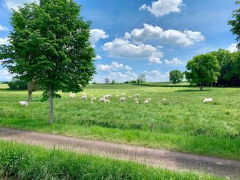 Scenic view of grassy field against sky