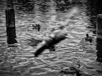 Ducks swimming in water