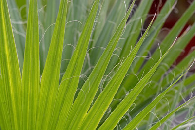 Close-up of crops growing on field