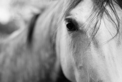 Close-up portrait of arabian horse