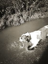 Dog in water