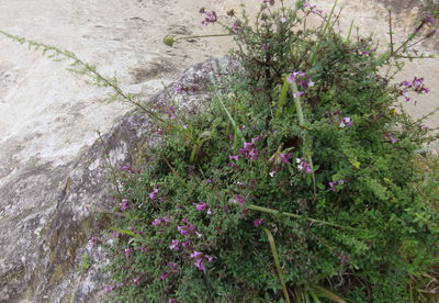 High angle view of plants