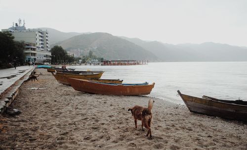 Scenic view of beach