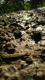 Close-up of dried leaves on ground