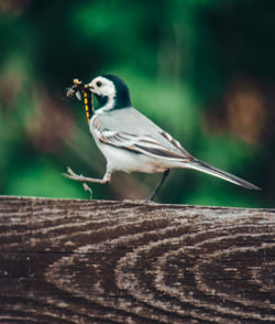 Close-up of bird perching on wood
