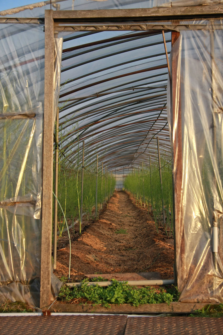 VIEW OF GREENHOUSE